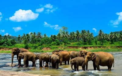 Пиннавела - Шри -Ланка