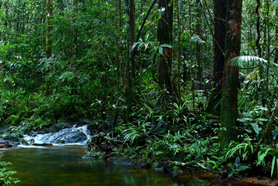 Дождевой лес Синхараджа - Шри-Ланка